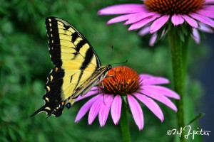 Coneflower Butterfly